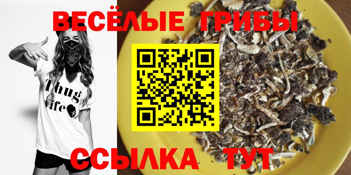 дарнет шоп  Вход с VPN  Тутаев  Галлюциногенные грибы GOLDEN TEACHER  Галлюциногенные грибы Psilocybe 